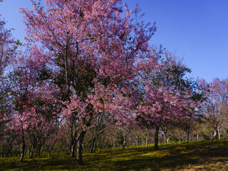 asia, blossom, plant, season, travel, tree, cover, horizontal, photography, tranquility, color image, full, hill, springtime, wallpaper, background, beautiful, bloom, chiang mai, forest, fresh, garden