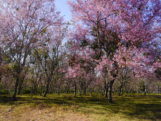 asia, blossom, plant, season, travel, tree, cover, horizontal, photography, tranquility, color image, full, hill, springtime, wallpaper, background, beautiful, bloom, chiang mai, forest, fresh, garden