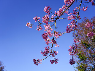 asia, blossom, plant, season, travel, tree, cover, horizontal, photography, tranquility, color image, full, hill, springtime, wallpaper, background, beautiful, bloom, chiang mai, forest, fresh, garden
