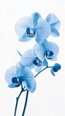 Ethereal Blue Orchid: A Captivating Floral Portrait on White &ndash; Nature's Delicate Masterpiece