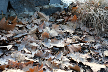 Fallen leaves create a warm tapestry under cool autumn skies