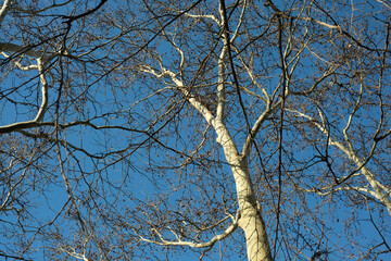 Branches reach skyward under a clear blue sky in winter's embrace