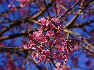 asia, blossom, plant, season, travel, tree, cover, horizontal, photography, tranquility, color image, full, hill, springtime, wallpaper, background, beautiful, bloom, chiang mai, forest, fresh, garden