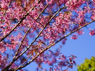 asia, blossom, plant, season, travel, tree, cover, horizontal, photography, tranquility, color image, full, hill, springtime, wallpaper, background, beautiful, bloom, chiang mai, forest, fresh, garden
