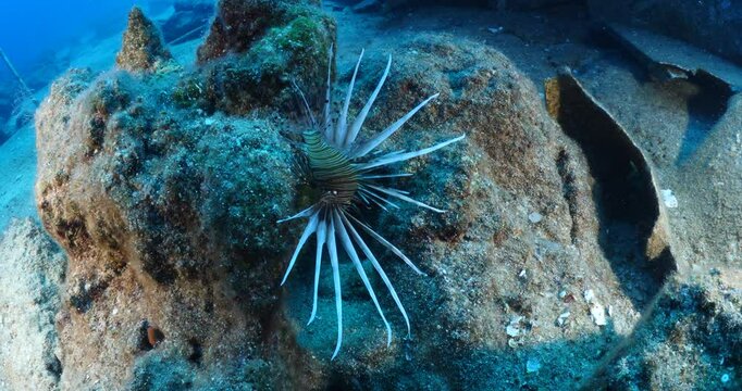lionfish  underwater invasive fish underwater mediterranean sea ocean scenery