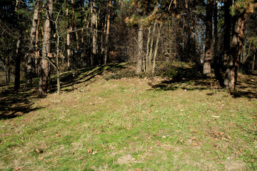 Whispers of autumn in a tranquil forest setting