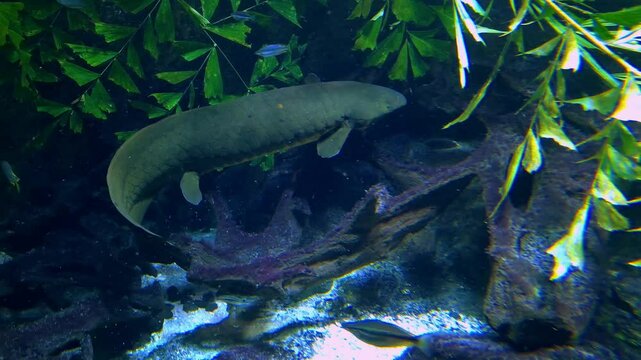 Australian lungfish, its scientific name is Neoceratodus forsteri