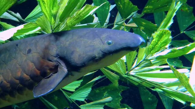 Australian lungfish, its scientific name is Neoceratodus forsteri