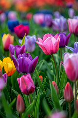 Fototapeta premium spring field with colorful tulips