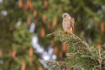Turmfalke sitzt im Regen auf einer Zypresse