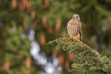 Turmfalke sitzt im Regen auf einer Zypresse