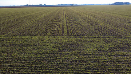 Panorami dal drone della Pianura Padana con campi di grano, campi seminati e terreni di terra rossa di San Giuliano Nuovo - Alessandria - piemonte - Italia