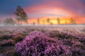 Field fuul of heather flowers in morning fog