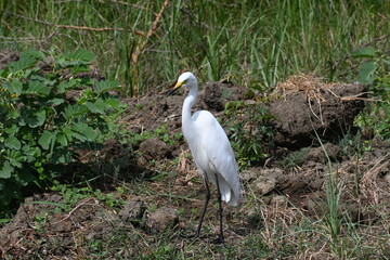 A beautiful little egret is seen standing on the banks of a wetland lake
