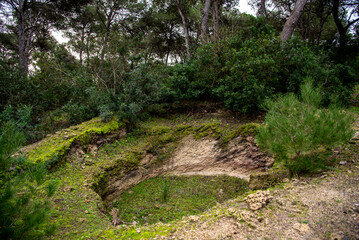 A magnificent view of a forest in the north of tunisia