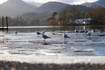 Obraz premium seagulls on the pier