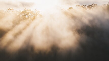 Fototapeta premium Sunlit Forest Trees Hidden in Morning Mist