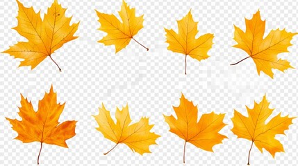 Fototapeta premium Autumn yellow maple leaves on a transparent background, cutout PNG file, isolated
