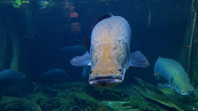 Arapaima or pirarucu, its scientific name is Arapaima gigas