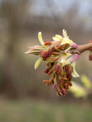maple branch with buds in spring
