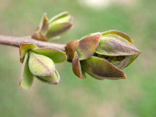 lilac branch in spring close up