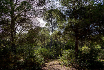 Fototapeta premium A magnificent view of a forest in the north of tunisia