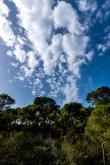 Obraz premium A magnificent view of a forest in the north of tunisia