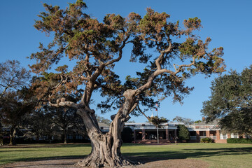 Lebanon cedar tree in great light in the park at St. Simons Island Georgia