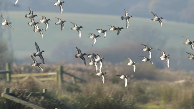 Eurasian Wigeon, Mareca penelope, birds in flight over winter marshes