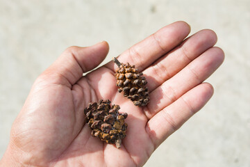 Brown pine cone held in hand