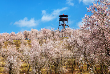 spring view of a blossoming pink almond orchard
