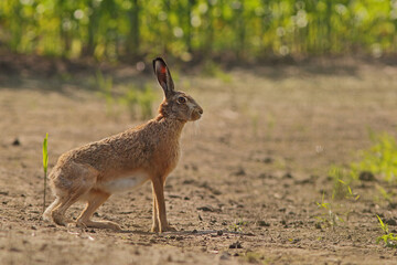 Zając szarak, hare, (Lepus europaeus) © Bartosz Rakoczy