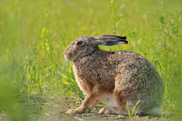 Zając szarak, hare, (Lepus europaeus) © Bartosz Rakoczy
