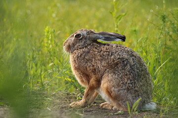 Zając szarak, hare, (Lepus europaeus) © Bartosz Rakoczy