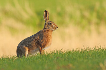 Zając szarak, hare, (Lepus europaeus) © Bartosz Rakoczy
