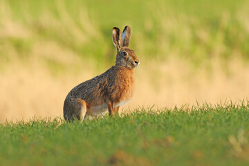 Zając szarak, hare, (Lepus europaeus) © Bartosz Rakoczy