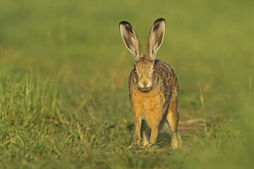 Zając szarak, hare, (Lepus europaeus) © Bartosz Rakoczy