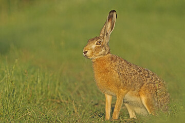 Zając szarak, hare, (Lepus europaeus) © Bartosz Rakoczy