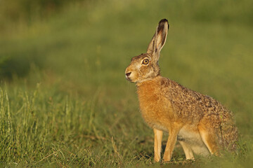Zając szarak, hare, (Lepus europaeus) © Bartosz Rakoczy