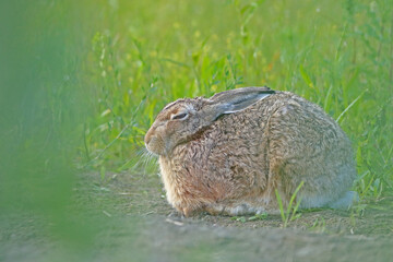 Zając szarak, hare, (Lepus europaeus) © Bartosz Rakoczy