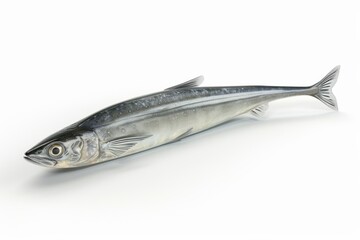 Fresh mackerel on white background