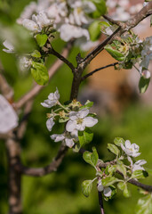 Fototapeta premium tree blossom