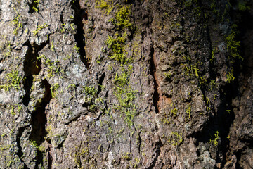 Close up of rough tree bark texture covered with green moss background
