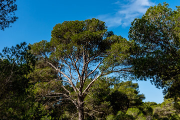 A magnificent view of a forest in the north of tunisia