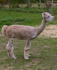 Fototapeta premium alpacas in the garden