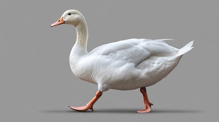 Obraz premium Majestic White Domestic Duck Walking Gracefully on Gray Background