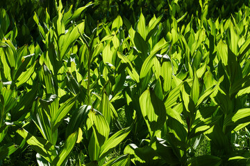 Corn Lily aka False Hellebore plants backlit by sunlight