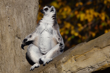 lemur sitting on a tree and basking in the sun in autumn © fotomaster