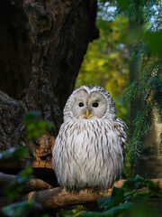 Ural owl sitting on a tree branch