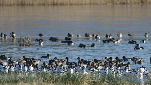 Eurasian Wigeon, Mareca penelope, birds on winter marshes